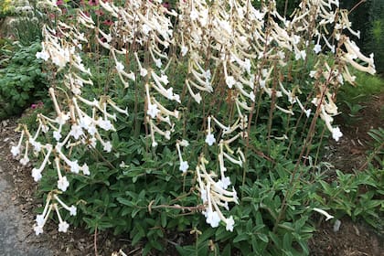 Las flores de Sinningia tubiflora parecen pequeñas trompetas suspendidas en el aire