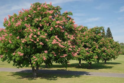 Las flores del Aesculus hippocastanum ‘Carnea’ o castaño de la India se destacan en primavera por su color rosa.