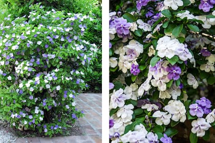 Las flores del Brunfelsia australis van cambiando de color a medida que maduran