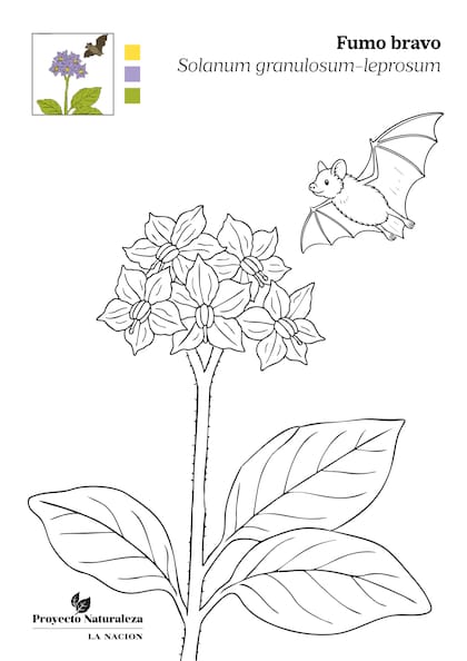 Las flores del fumo bravo con un murciélago volando a lo lejos