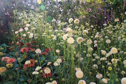 Las flores del jardín terminarán en algún florero dentro de la casa