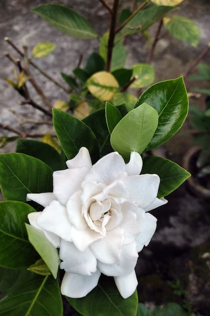 Las flores del jazmín enano prefieren la luz suave de la mañana