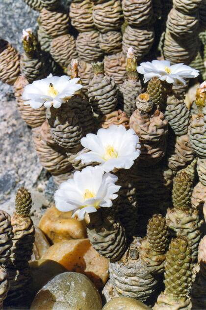 Las flores del tephrocactus rara vez aparecen en Buenos Aires