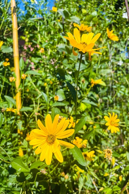 As flores de alcachofra de Jerusalém são muito semelhantes às flores de girassol