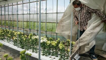 Las flores fueron cultivadas en áreas afectadas por el terremoto y tsunami de 2011.