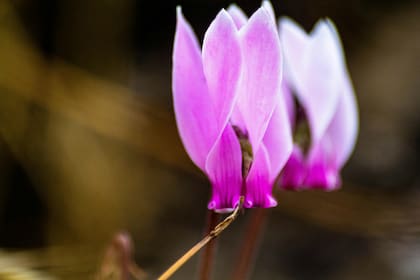 Las flores lilas son las más populares de esta planta que puede colocarse en cualquier sitio de la casa