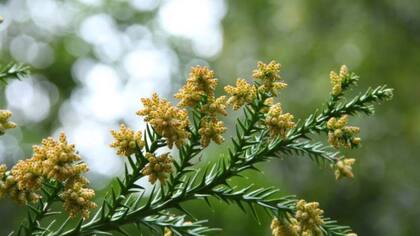 Las flores masculinas del cedro japonés producen el polen. En el mismo árbol hay flores masculinas y femeninas (FOTO: GETTY)