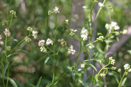 Las flores nativas como las de la Baccharis_glutinosa atraen insectos polinizadores como mariposas, abejas y escarabajos