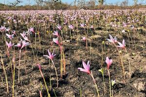 En los Esteros del Iberá, crecieron flores entre las cenizas