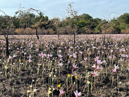 Las flores que brotaron entre las cenizas en los Esteros del Iberá, una postal esperanzadora