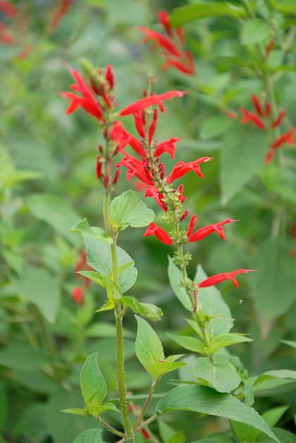 Las flores rojas encendidas de la salvia elegans aparecen a fines de la primavera y se mantienen hasta el otoño
