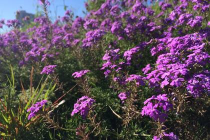 Las flores silvestres abundan en el estado de Texas y sus ciudades