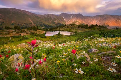 Las flores silvestres crecen por todo Colorado, y se pueden apreciar en Loveland Pass