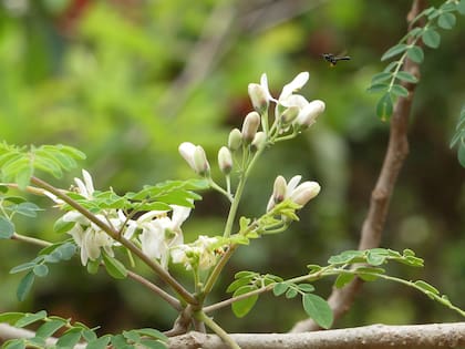 Las flores son hermafroditas, con pétalos blancos y estambres amarillos. Cuando crece en regiones atemperadas florece una sola vez al año (entre abril y junio). Pero puede florecer
dos veces al año, o durante todo el año en lugares donde no hay diferenciación de estaciones como sucede en los países caribeños
