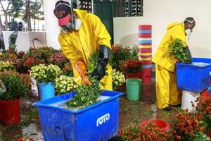 El mecanismo que hace posible cortar flores en un país y venderlas frescas en otro 30 días después