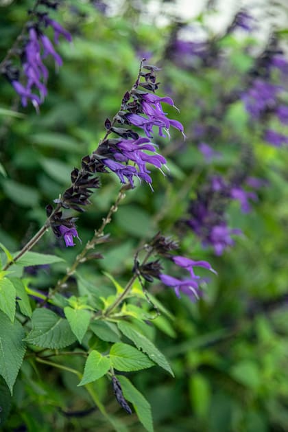 Las flores tubulares azul profundo ofrecen néctar