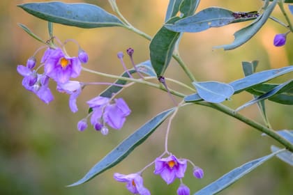 Las flores y frutos de la berenjena silvestre (Solanum_glaucophyllum) son un imán para aves y polinizadores