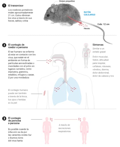 Las formas de contagio del hantavirus