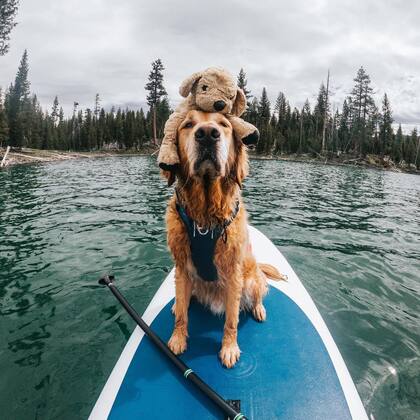 Las fotos de Gumbo y Shrimp son furor en las redes con más de 20 mil seguidores (Instagram: @gumbowithshrimp)