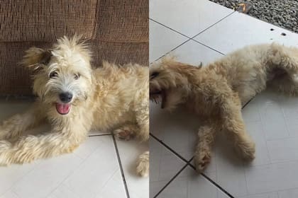 Las fotos de la perra abandonada en el sillón que compartió la ONG