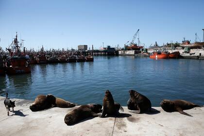 La zona del puerto de Mar del Plata sin visitantes por la pandemia de coronavirus