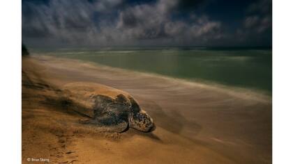 Brian Skerry se llevó el premio en la categoría Reptiles y Anfibios