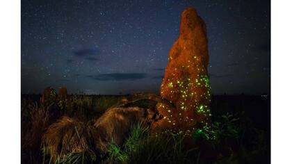Marcio Cabral ganó la categoría Animales en su medio ambiente