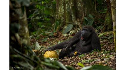 La categoría Fotógrafo joven del a?o la ganó Daniel Nelson
