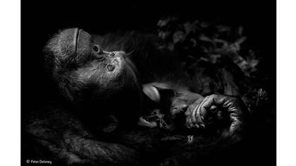 Primer premio categoría Retratos de Animales