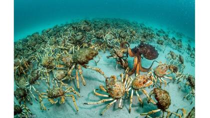 Categoría Invertebrados para Justin Gilligan