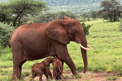 Las fotos que recorrieron el mundo: “Es muy extraño que nazcan elefantes gemelos"