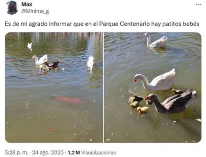 Las fotos que se hicieron virales en X tras la aparición de gansos bebés en el Parque Centenario