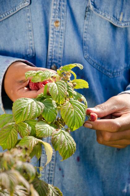 Las frambuesas se multiplican por acodos y necesitan suelo suelto, profundo y rico en materia orgánica para crecer sanas