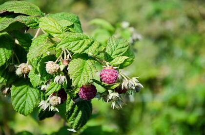 Las frambuesas son ricas en vitamina C, sólo 100 gramos aportan más de la mitad de los requerimientos diarios de esa vitamina en una persona adulta