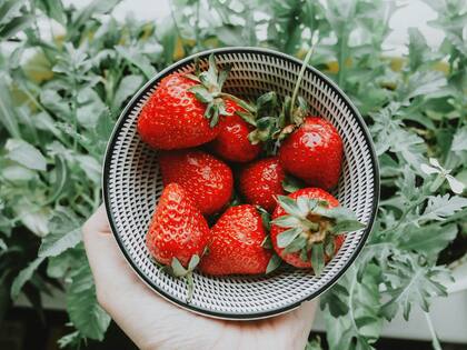 Las fresas ayudan a mantenerse bien hidratado y a prevenir el envejecimiento cognitivo.