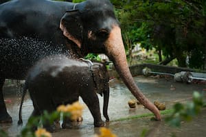 El video viral de una elefanta que protege a su cría de la lluvia