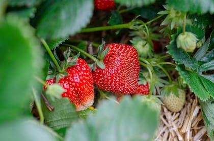 Las frutillas, además de mantener el cuerpo hidratado, son una fuente importante de vitamina C, antioxidantes y fibra