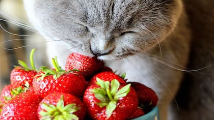 Las frutillas son una buena opción para gatos, aunque se les deben cortar las hojas y los tallos