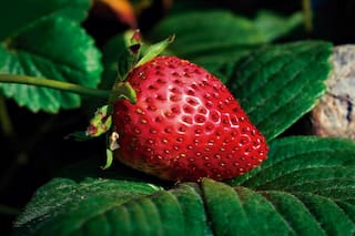 Estos son los cuatro beneficios impensados de comer frutillas todos los días