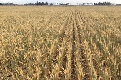 Las fuertes heladas afectaron al trigo en el departamento Marcos Juárez