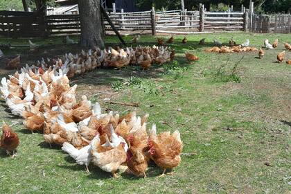 Las gallinas andan en libertad