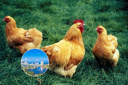 Las gallinas de Key West están protegidas por una ley que convierte a la ciudad en un santuario de aves.