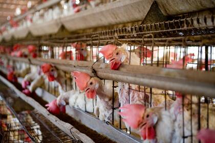 Los criaderos de aves sin medidas adecuadas son ambientes ideales para que los virus sufran mutaciones peligrosas.