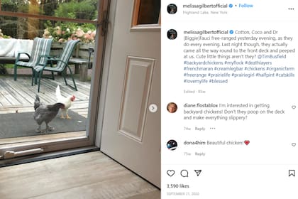 Las gallinas que tiene las cría al aire libre