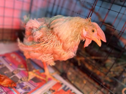 Las gallinas son genéticamente manipuladas por la industria para que pongan huevos toda su vida.