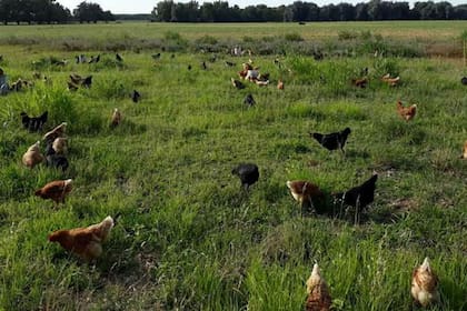 Las gallinas también cumplen su parte en el sistema, según el productor