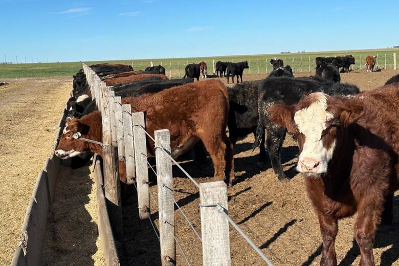Ganadería en la adversidad: cómo la familia Álvarez transformó el desierto en un oasis de carne de calidad