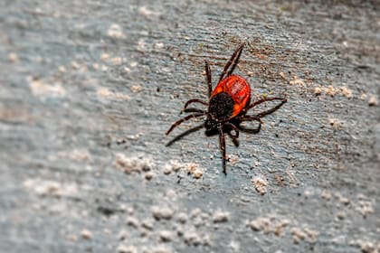 Las garrapatas pueden transmitir la enfermedad de Lyme (Unsplash)