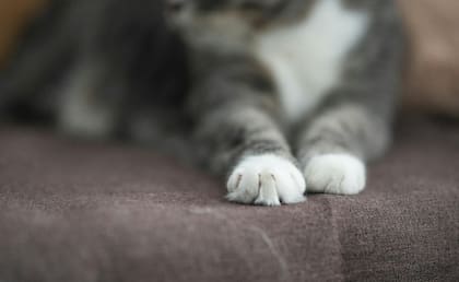 Las garras cumplen funciones cruciales: ayudan en la defensa, les permite trepar y explorar su entorno y sirven como medio de comunicación