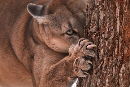 Las garras puntiagudas permiten lastimar y trepar